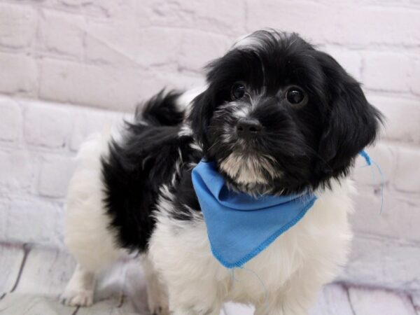 Havanese DOG Male Black & White 16895 Petland Wichita, Kansas