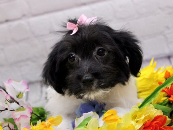 Havanese DOG Female Black & White 16894 Petland Wichita, Kansas