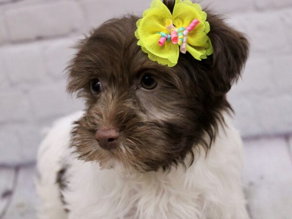 Havanese-DOG-Female-Chocolate & White-16893-Petland Wichita, Kansas