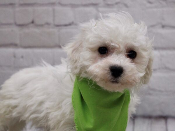 Bichon Frise DOG Male White 16887 Petland Wichita, Kansas