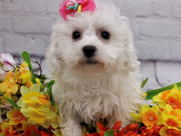 Bichon Frise-DOG-Female-White-16885-Petland Wichita, Kansas