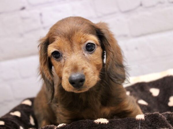 Miniature Dachshund-DOG-Female-Long Hair Red Sable-16927-Petland Wichita, Kansas