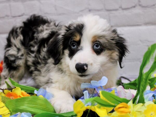 Miniature Australian Shepherd-DOG-Male-Blue Merle-16926-Petland Wichita, Kansas
