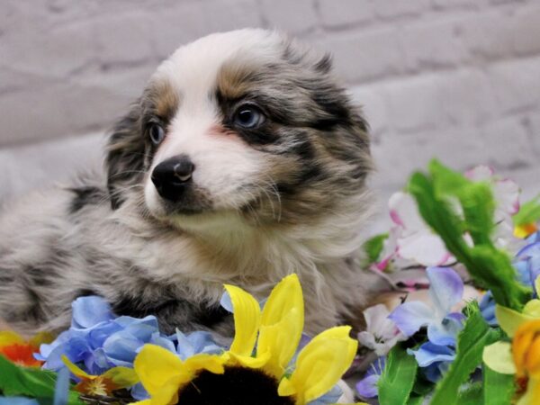 Miniature Australian Shepherd-DOG-Female-Blue Merle-16925-Petland Wichita, Kansas