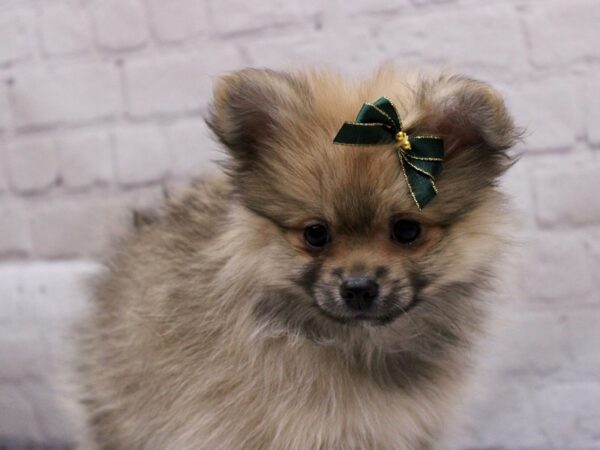 Pomeranian DOG Female Fawn Sable 16923 Petland Wichita, Kansas