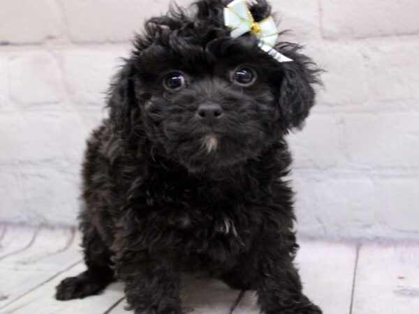 Toy YorkiePoo DOG Female Black & White 16922 Petland Wichita, Kansas