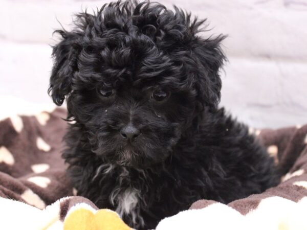 Toy YorkiePoo DOG Male Black & White 16921 Petland Wichita, Kansas