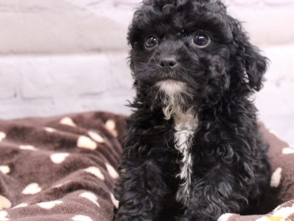 Toy YorkiePoo-DOG-Male-Black & White Beard-16920-Petland Wichita, Kansas