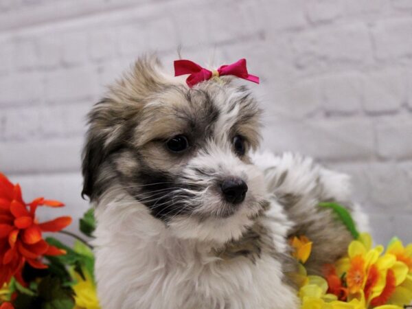 Havatese-DOG-Female-Gold & White-16918-Petland Wichita, Kansas