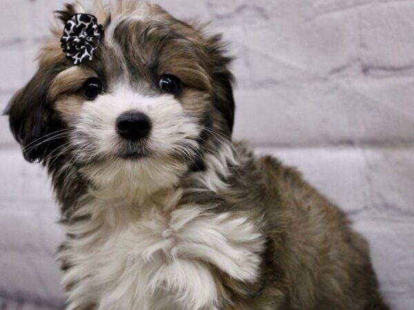 Havatese-DOG-Female-Gold & White-16917-Petland Wichita, Kansas