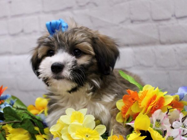 Havatese-DOG-Female-Gold & White-16919-Petland Wichita, Kansas