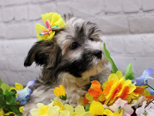 Havatese-DOG-Female-Gold & White-16916-Petland Wichita, Kansas