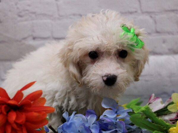 Maltipoo DOG Female Cream 16913 Petland Wichita, Kansas