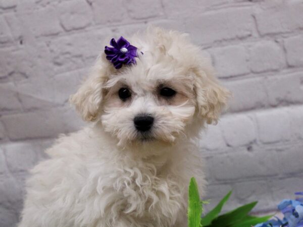 Maltipoo DOG Female Cream 16912 Petland Wichita, Kansas