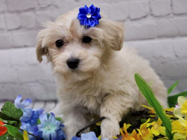 Maltipoo DOG Female Cream 16911 Petland Wichita, Kansas