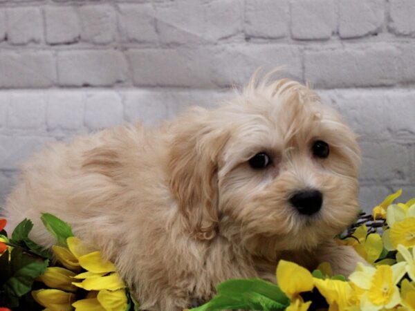 Maltipoo DOG Male Gold 16910 Petland Wichita, Kansas