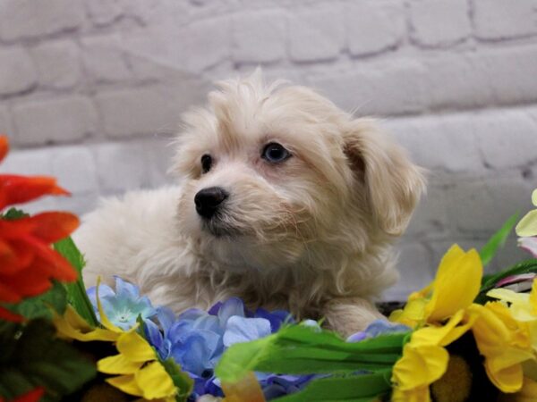 Maltipoo DOG Male Cream 16909 Petland Wichita, Kansas