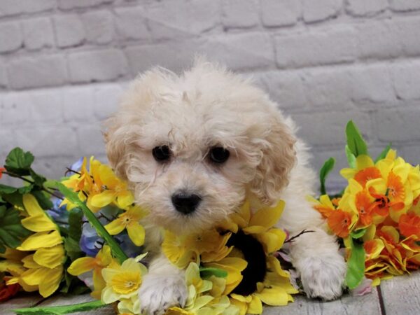 Maltipoo DOG Male Gold 16908 Petland Wichita, Kansas