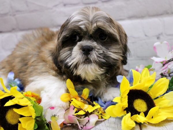 Shih Tzu DOG Male Gold & White 16907 Petland Wichita, Kansas