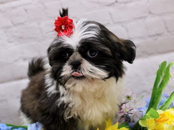 Shih Tzu DOG Female Dark Sable & White 16906 Petland Wichita, Kansas