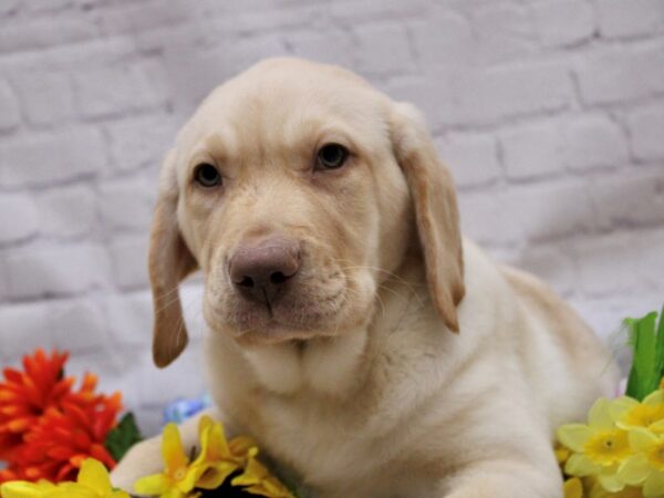 English Labrador Retriever-DOG-Male-Yellow-16903-Petland Wichita, Kansas