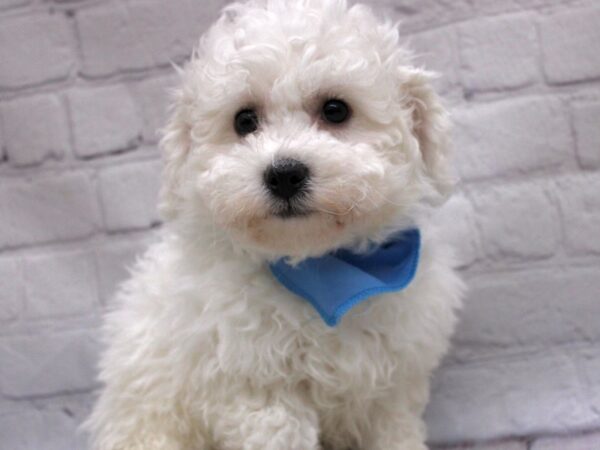 Bichon Frise DOG Male White 16886 Petland Wichita, Kansas