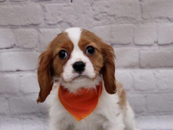 Cavalier King Charles Spaniel DOG Male Blenheim 16891 Petland Wichita, Kansas