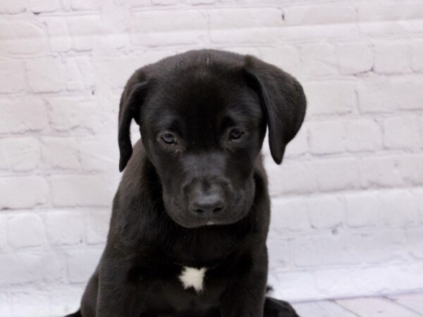 English Labrador Retriever DOG Female Black 16904 Petland Wichita, Kansas