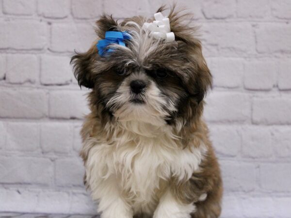 Shih Tzu DOG Female Gold & White 16905 Petland Wichita, Kansas