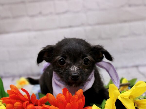 Chipoo-DOG-Female-Black-16937-Petland Wichita, Kansas