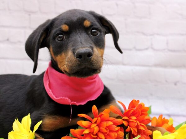 Rottweiler DOG Female Black &Tan 16830 Petland Wichita, Kansas