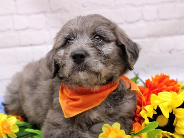 Aussiedoodle-DOG-Male-Self Blue Merle-16928-Petland Wichita, Kansas