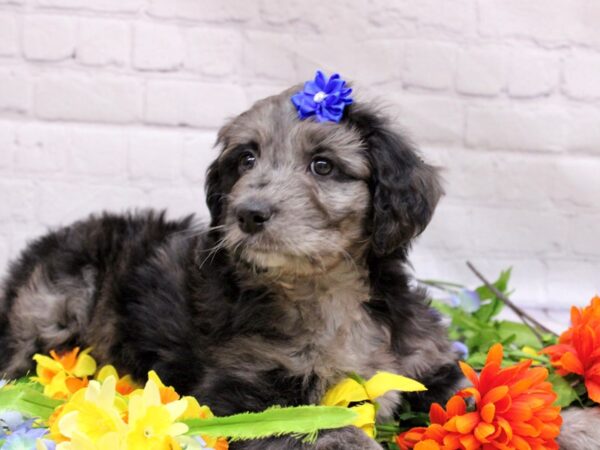 Aussiedoodle-DOG-Female-Self Blue Merle-16929-Petland Wichita, Kansas