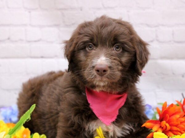 Aussiedoodle DOG Female Chocolate 16930 Petland Wichita, Kansas