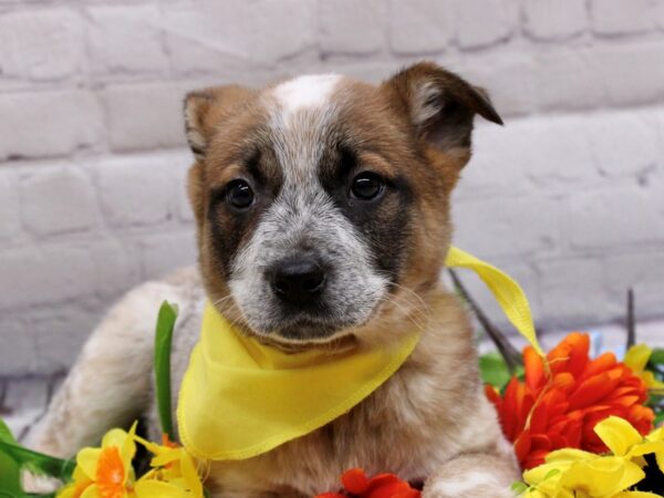 Border Heeler DOG Female Red Tick 16933 Petland Wichita, Kansas