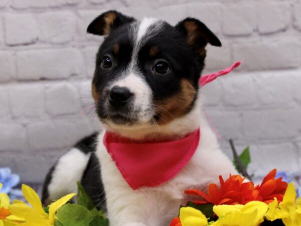 Border Heeler DOG Female Black Tri 16932 Petland Wichita, Kansas