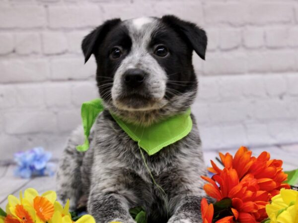 Border Heeler DOG Male Blue Tick 16934 Petland Wichita, Kansas