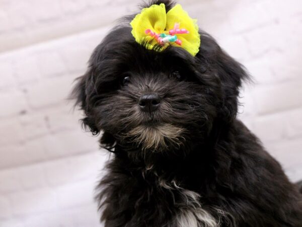 Lhasa Poo-DOG-Female-Black w/ some white-16940-Petland Wichita, Kansas