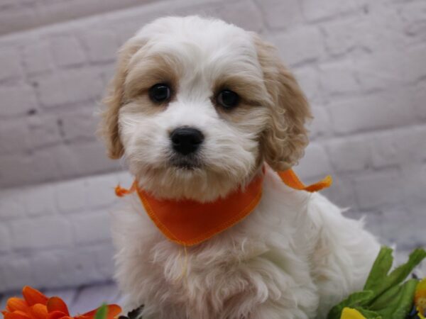 Cavachon-DOG-Male-Blenheim-16942-Petland Wichita, Kansas