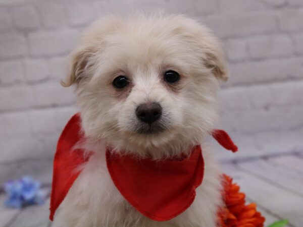 Toy Pompoo DOG Male Cream 16935 Petland Wichita, Kansas