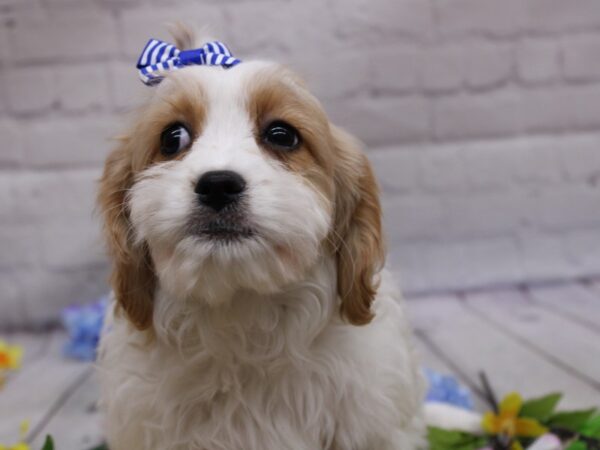 Cavachon-DOG-Female-Blenheim-16944-Petland Wichita, Kansas