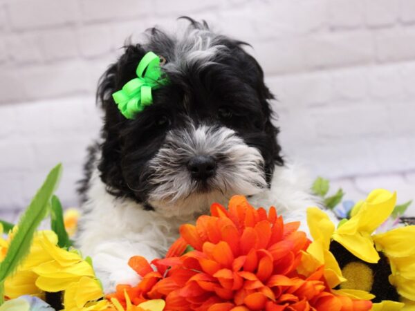 Lhasa Poo-DOG-Male-Black & White Parti-16939-Petland Wichita, Kansas
