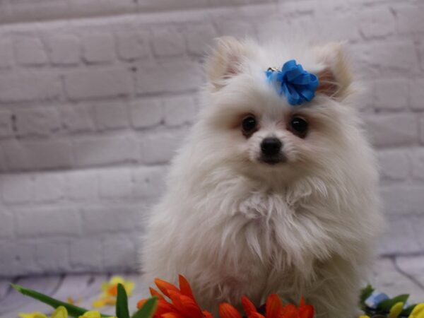 Pomeranian DOG Female White 16941 Petland Wichita, Kansas