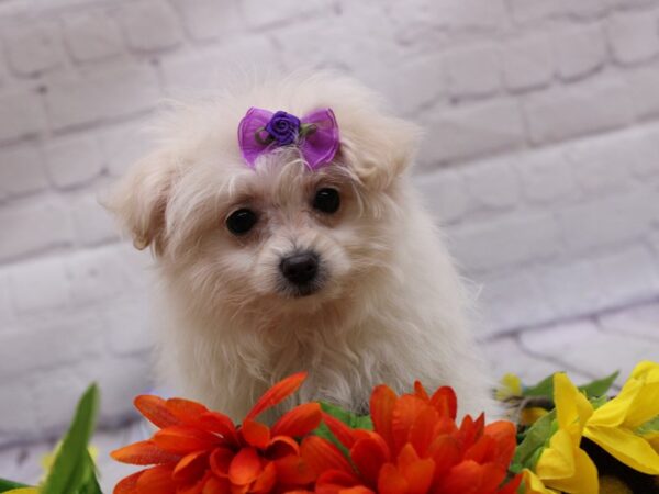 Toy Pompoo DOG Female Cream 16936 Petland Wichita, Kansas