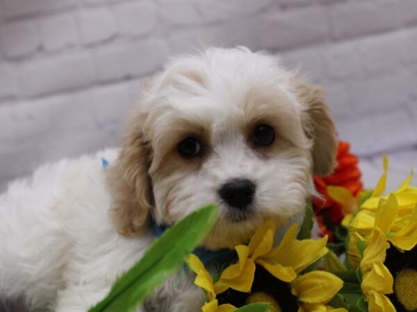 Cavachon DOG Male Blenheim 16943 Petland Wichita, Kansas