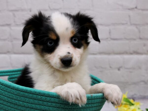 Miniature Australian Shepherd-DOG-Female-Black Tri (Blue Eyes)-16979-Petland Wichita, Kansas