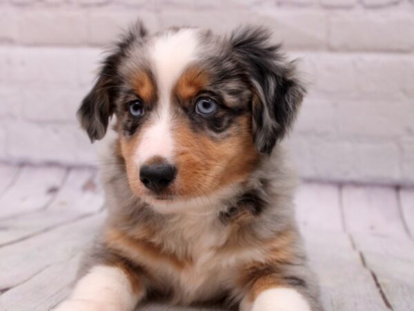 Australian shepherd discount puppy blue eyes