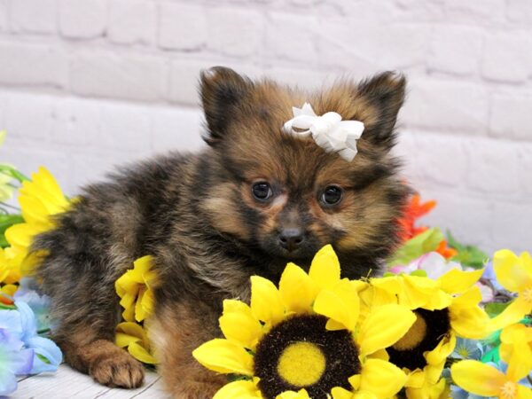 Pomeranian DOG Female Red Sable 16977 Petland Wichita, Kansas