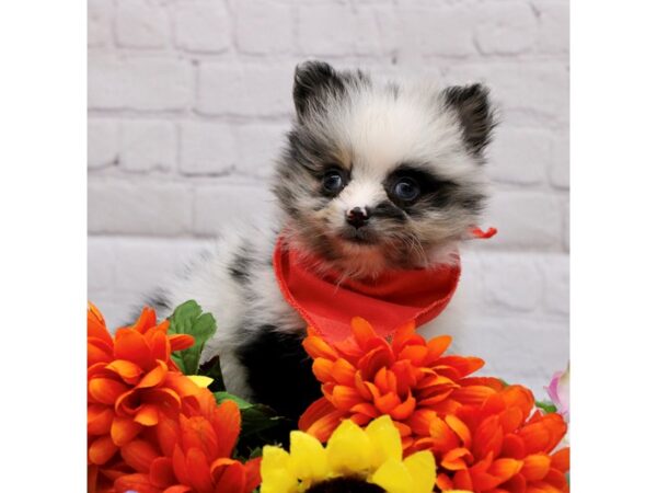 Pomeranian-DOG-Male-Blue Merle (Blue Eyes)-16976-Petland Wichita, Kansas