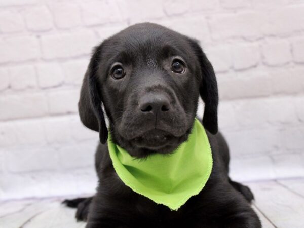 English Labrador Retriever-DOG-Male-Black-16975-Petland Wichita, Kansas